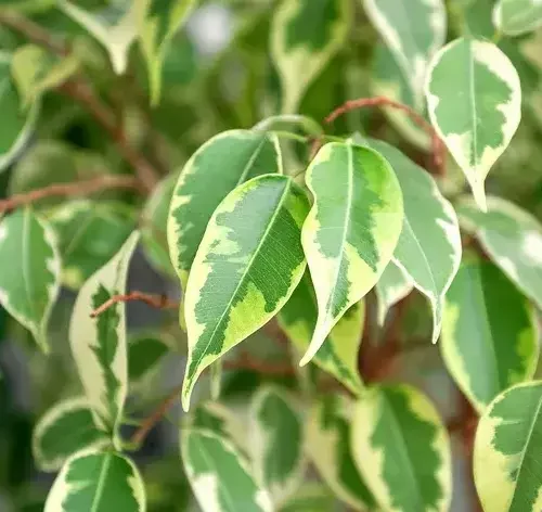 folhas de Ficus Benjamina