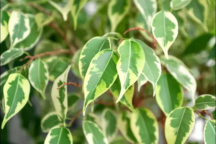 folhas de Ficus Benjamina