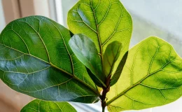 folhas de ficus lira