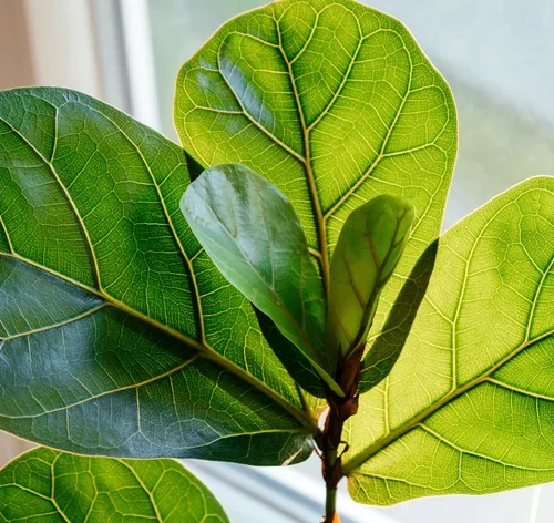 folhas de ficus lira