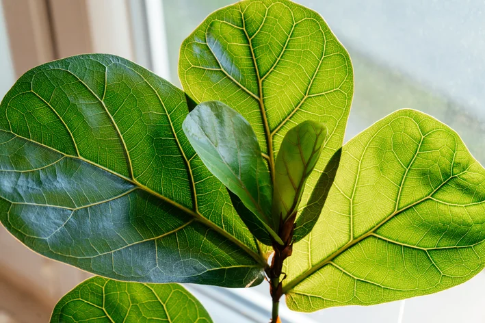 folhas de ficus lira