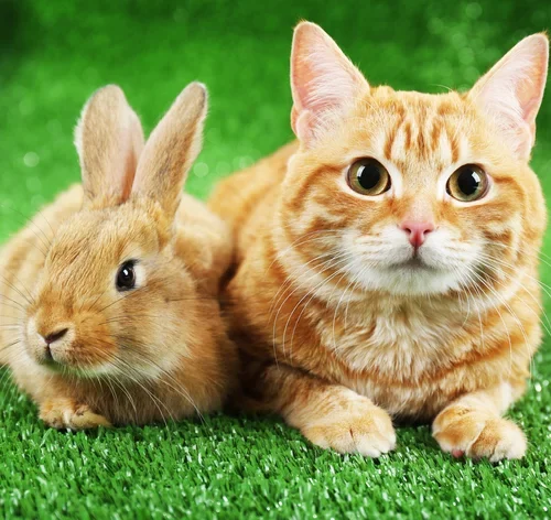 gato e coelho lado a lado