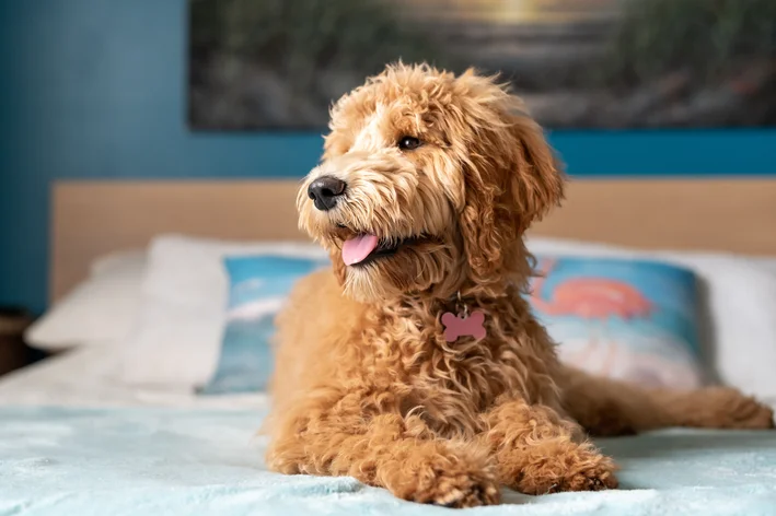 goldendoodle na cama