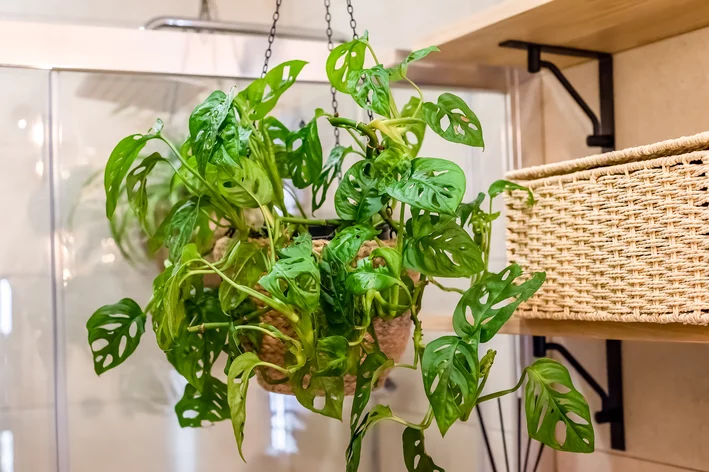 Monstera adansonii no vaso suspenso