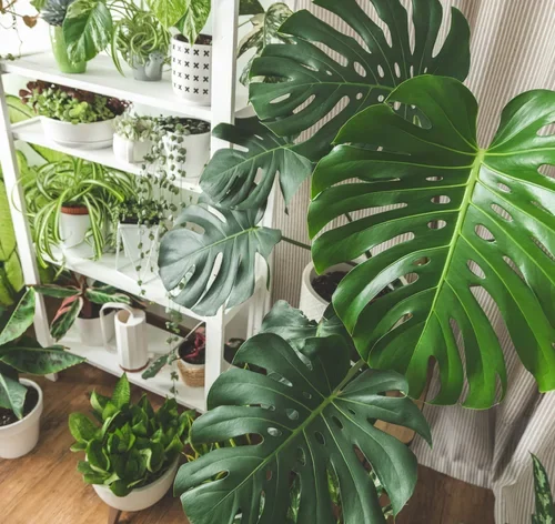 folha de planta Monstera