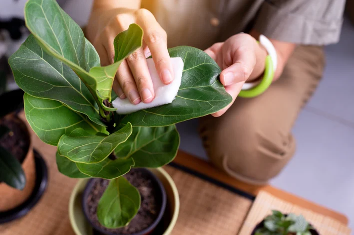 mulher cuidando ficus lira