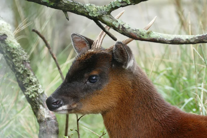 novo mamífero encontrado na américa do sul