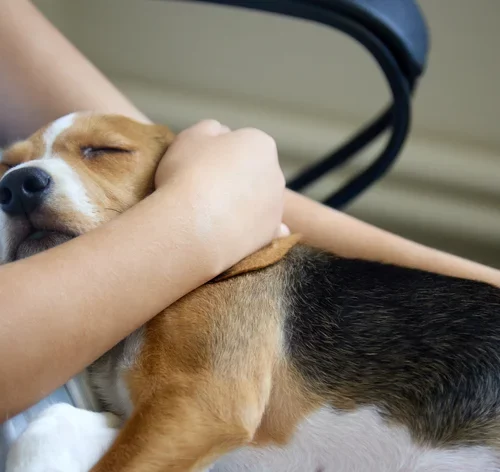 onde enterrar cachorro que acabou de morrer