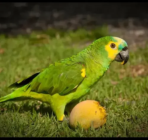 papagaio comendo manga