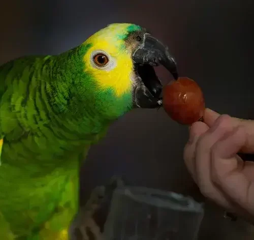 papagaio comendo uva