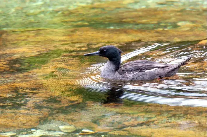 pato mergulhão no rio