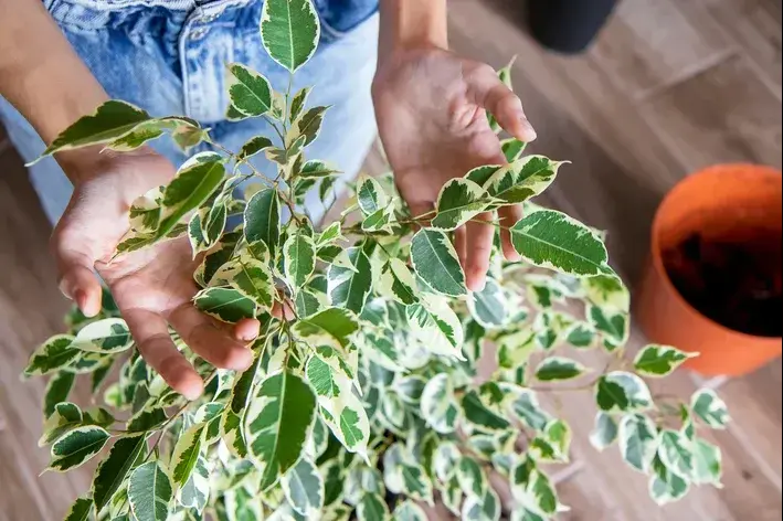 mulher segurando folhas de planta ficus