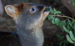 pudu comendo folhas