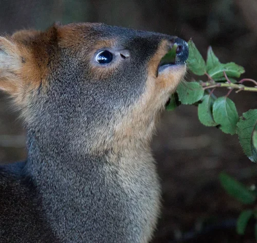 pudu comendo folhas