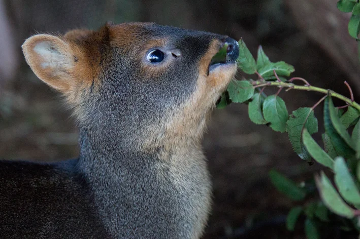 pudu comendo folhas