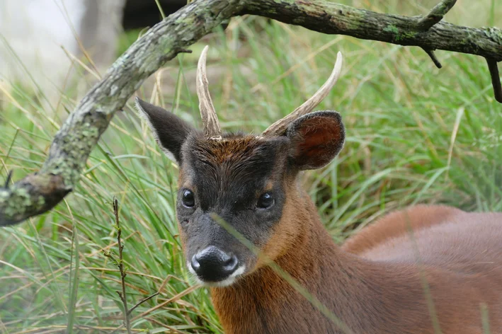 Pudu mephistophiles em meio à vegetação