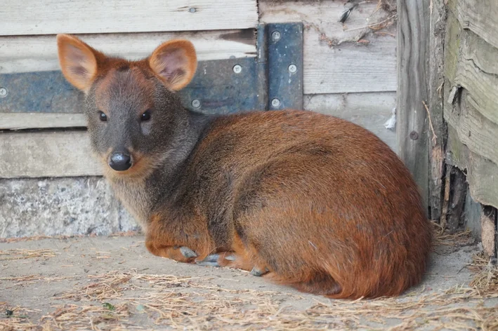 pudu-do-sul deitado