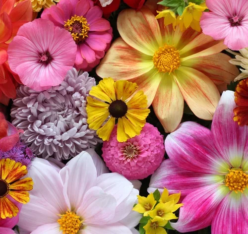 conheça o significado das flores