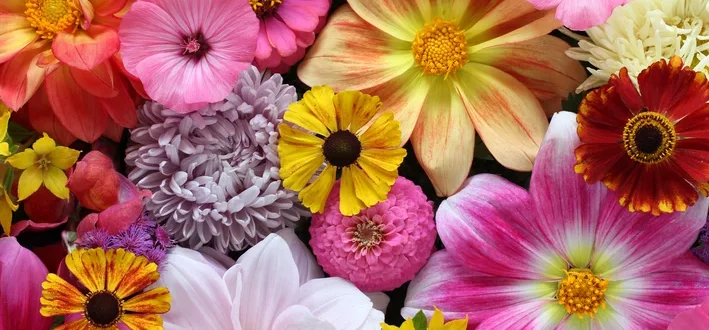 conheça o significado das flores