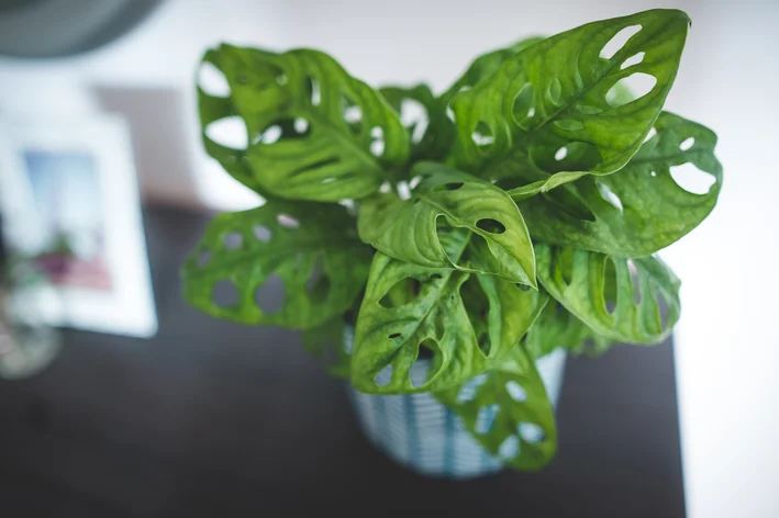 vaso com monstera obliqua