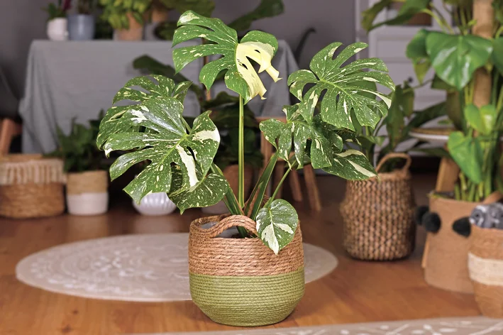 vaso com monstera variegata