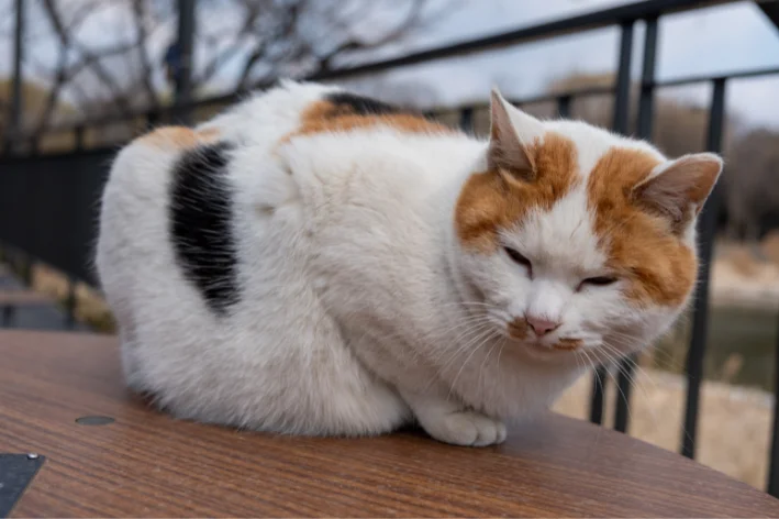 nome coreano para gato