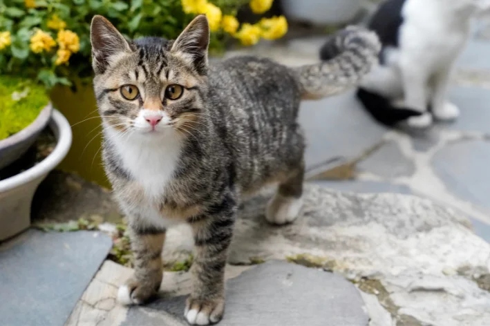 nome de gato coreano