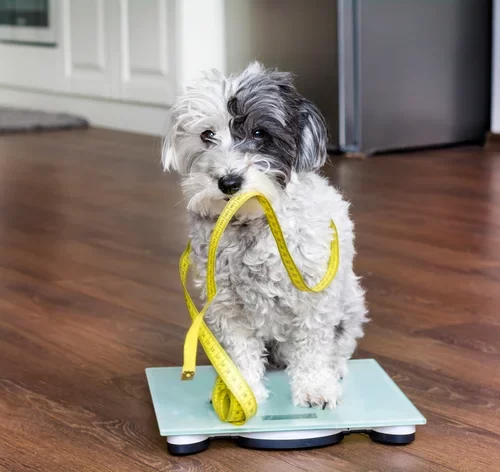 cachorro com fita métrica