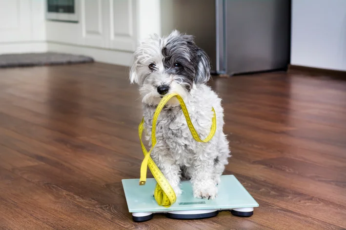 cachorro com fita métrica