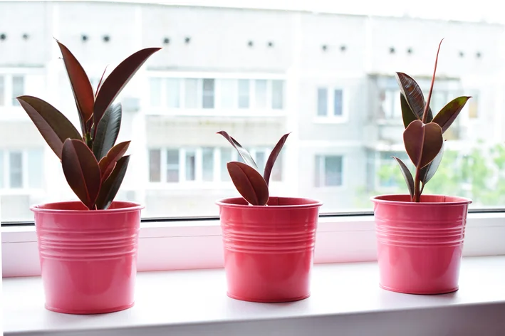 vasos com Ficus Burgundy