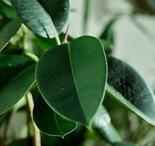 folha de ficus elástica