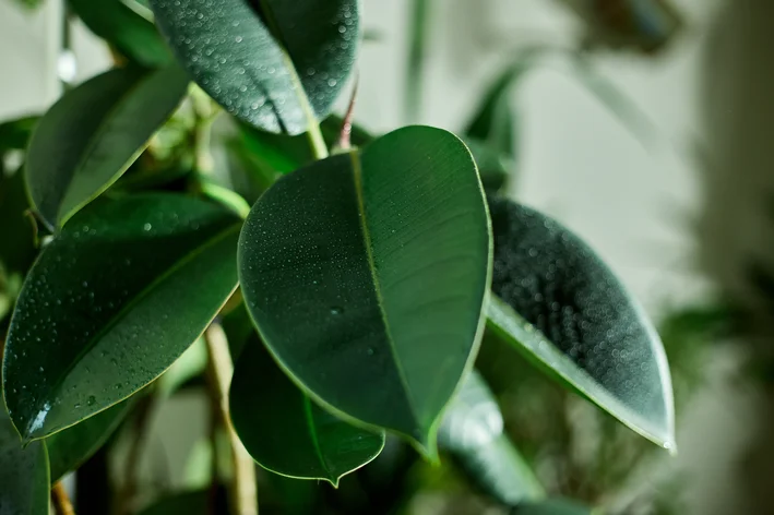 folha de ficus elástica