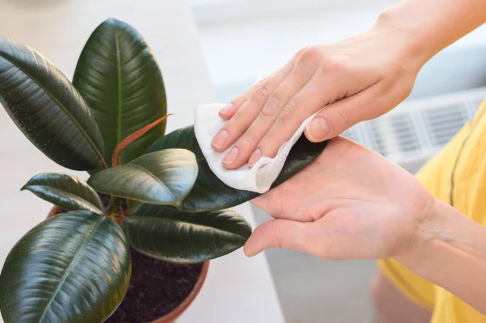 ficus robusta no vaso