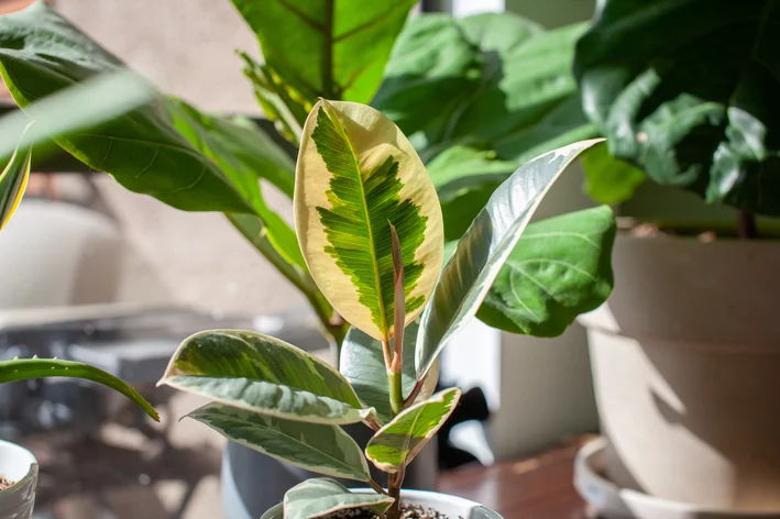 vaso com Ficus variegata