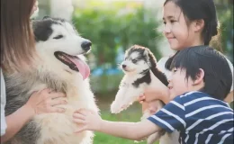 lista de nomes coreanos para cachorro