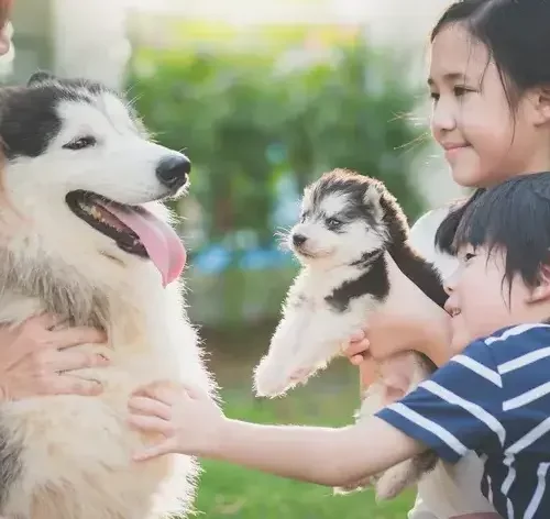 lista de nomes coreanos para cachorro