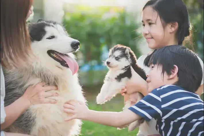 lista de nomes coreanos para cachorro