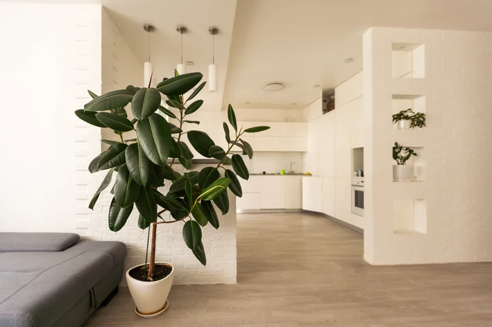 A planta ficus pode ajudar a decorar a sala