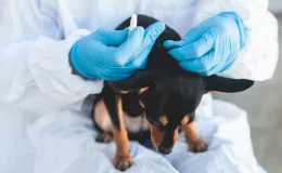 médico dando vacina em cachorro filhote