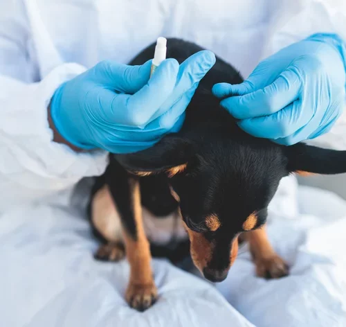 médico dando vacina em cachorro filhote