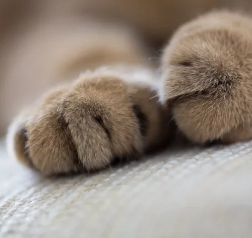 quantos dedos tem um gato