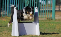 flyball