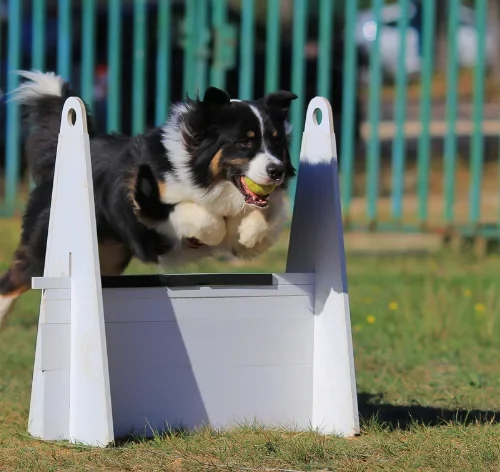 flyball