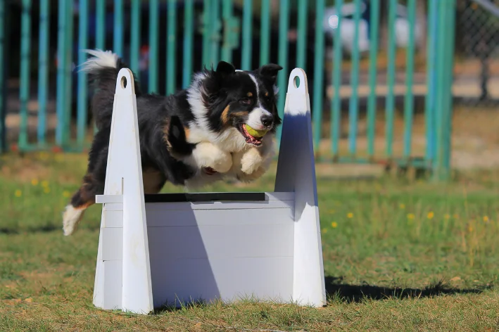 flyball