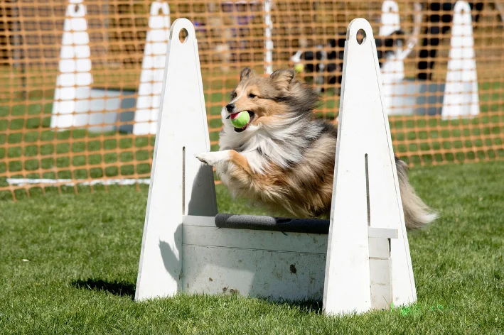 flyball para cães