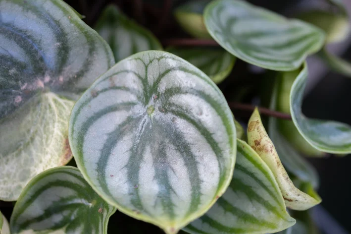 mudas de peperomia melancia