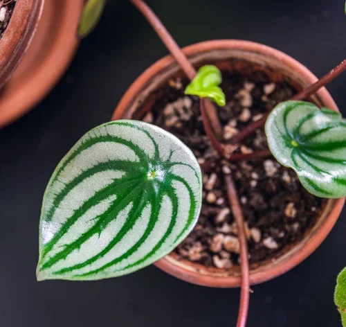 peperomia melancia