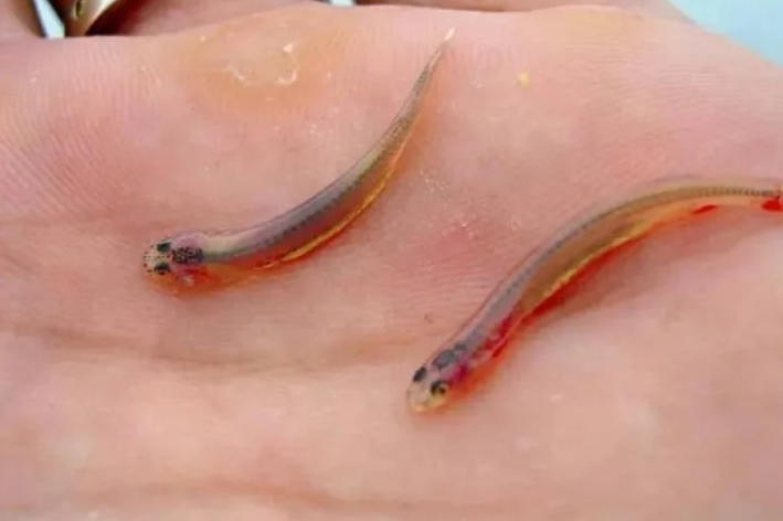 peixe candiru