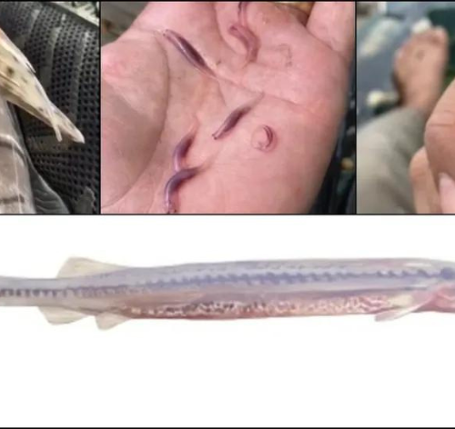 candiru