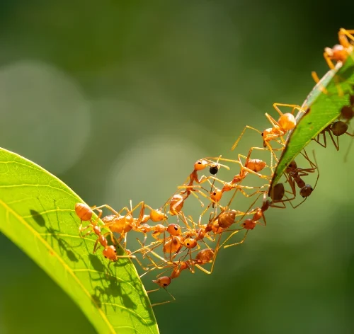 coletivo de formigas